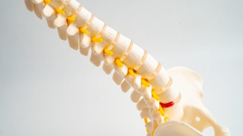 Spine and pelvis anatomical model highlighting vertebrae and nerves on white background.